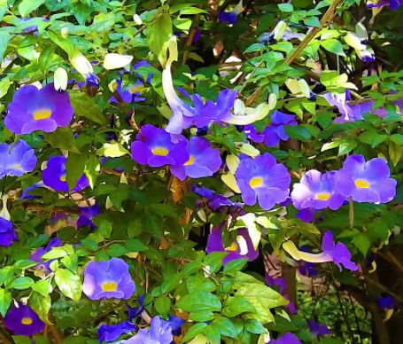 Muda de Thumbergia Arbustiva Azul - Thunbergia Erecta
