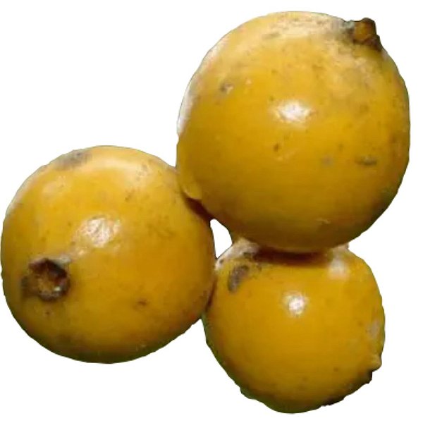 Muda Baga de Macaco ou  laranja-de-macaco