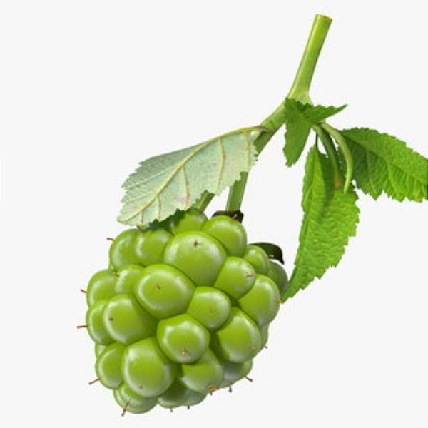 Muda Amora Verde Silvestre - Novidade Clonada de Estaca
