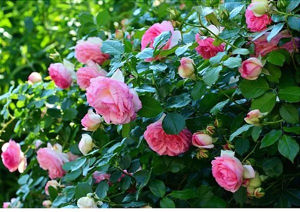 Muda mini rosa arbustiva Cor Pink(Rosa) Enxertada