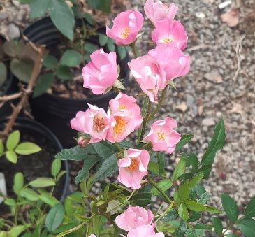 Muda mini rosa arbustiva Cor Pink    Enxertada