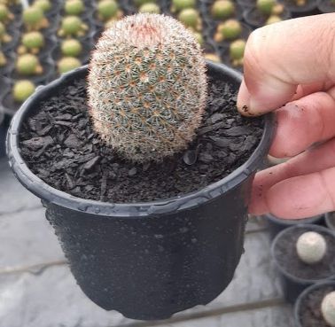 Muda Cacto Almofada de Alfinetes - Mammillaria Pote 3