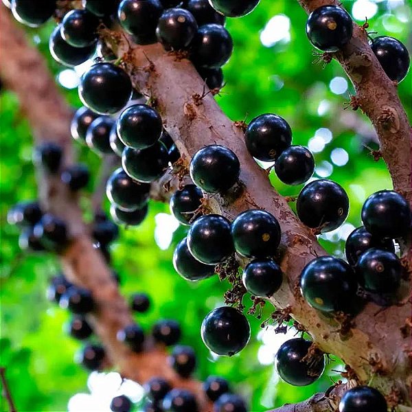 Muda Jabuticaba Híbrida Enxertada - Myrciaria cauliflora- 25 a 35 cm