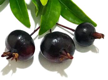 Mudas de Pitanga Negra Selvagem - Para Vasos - (Eugenia Sulcata) - Exótico