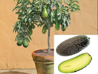 Muda Abacate Avocado sem Semente enxertado-Produz em Vaso