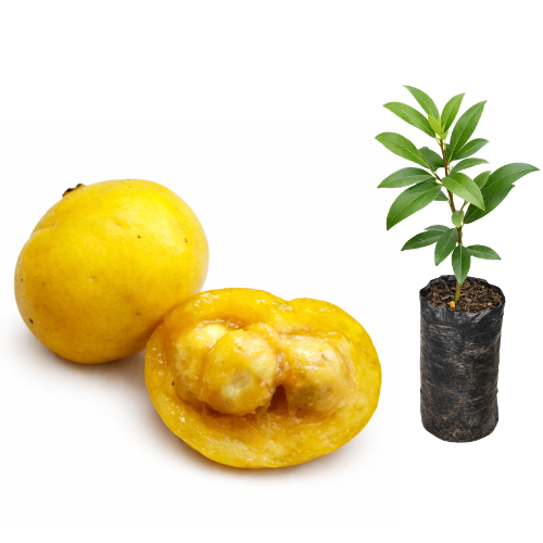 Muda Pessegueiro do mato ou Bravo (Eugenia myrcianthes.)