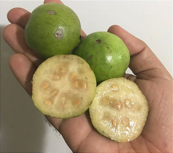 Muda Araçá Gigante ou Açú (Psidium Arboreum) - Nativo da Amazônica