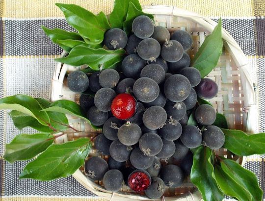 MUDA GROSELHA  NEGRA DO CEILÃO ( Dovyalis hebecarpa ) Raríssima