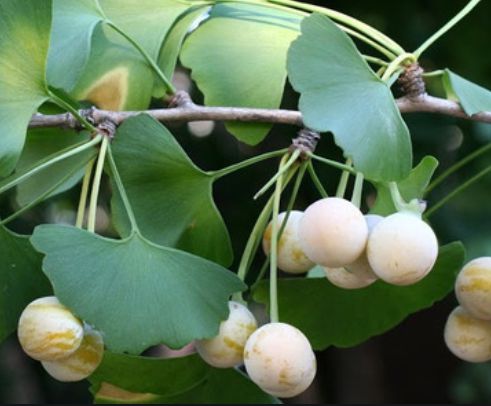 Muda  Ginko Biloba - Ginkgo Biloba