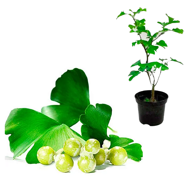 Muda Ginko Biloba - Ginkgo Biloba