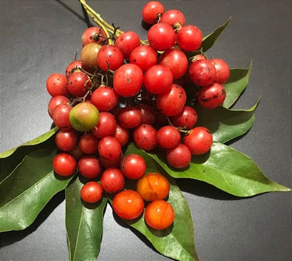 Muda Louro Pardo-Cordia Ecalyculata -Louro Salgueiro ou chá de Bugue