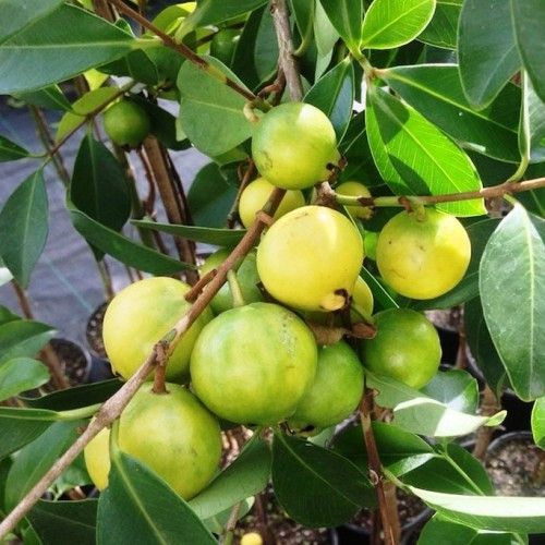 Muda Araça Do Campo ( Psidium cattleianum.)