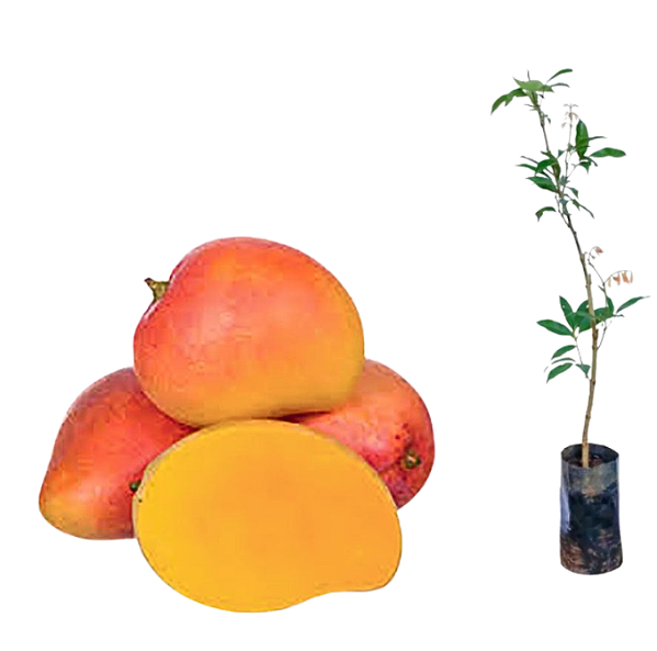 Muda Manga Rosa Enxertada (Mangifera Indica)