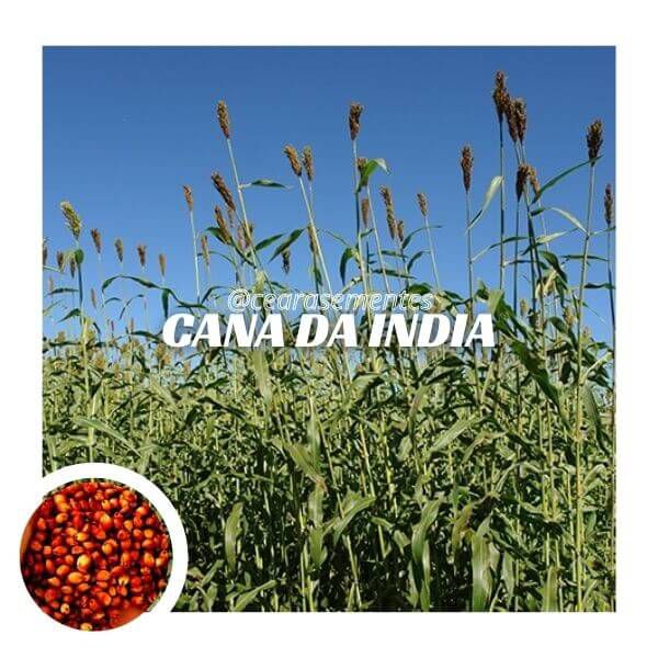 Sorgo Sacarino Cana da India (IPA 467) - 10kg