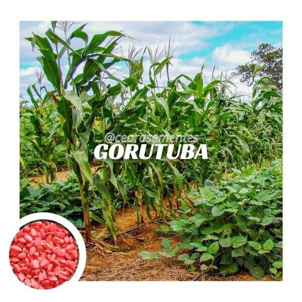 Milho Variedades BRS Gorutuba 10kg