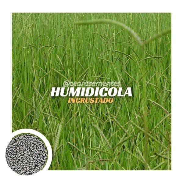 Brachiaria Humidícola Llanero (sementes incrustadas) - saco c/ 10 kg