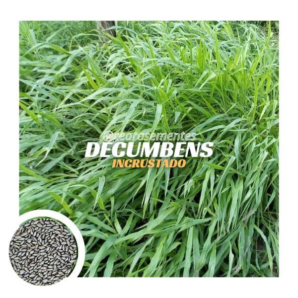 Brachiaria Decumbens c/ sementes incrustadas - Embalagem c/ 10 kg