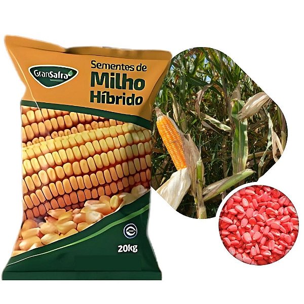 Milho Híbrido BRS 2107 - 20 kg