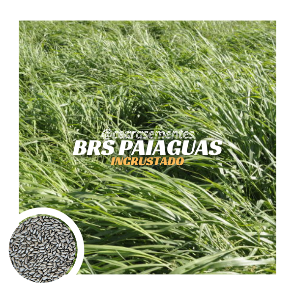 Brachiaria BRS Paiaguas sementes incrustadas 10kg