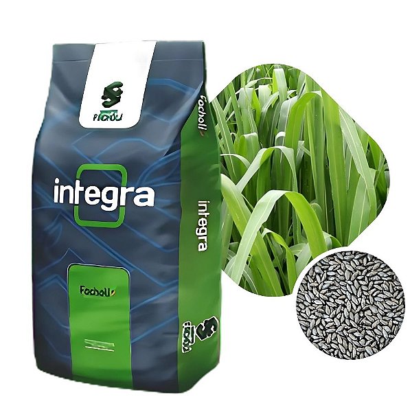 Capim BRS Zuri Sementes Incrustadas Facholi Integra 10kg