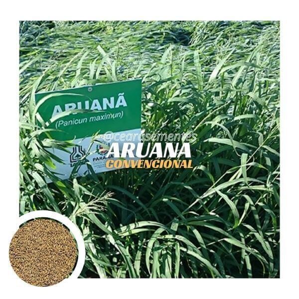 Capim Aruana (Panicum Maximum) - Saco c/ 10 kg