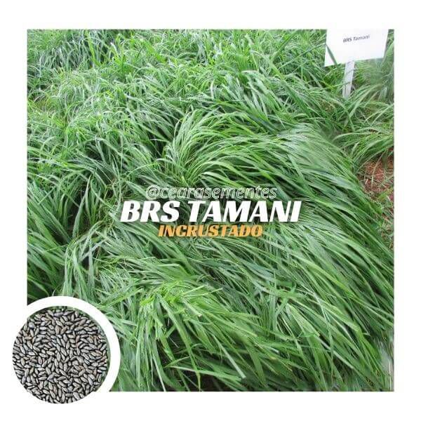 Capim BRS Tamani (sementes incrustadas) - 10kg