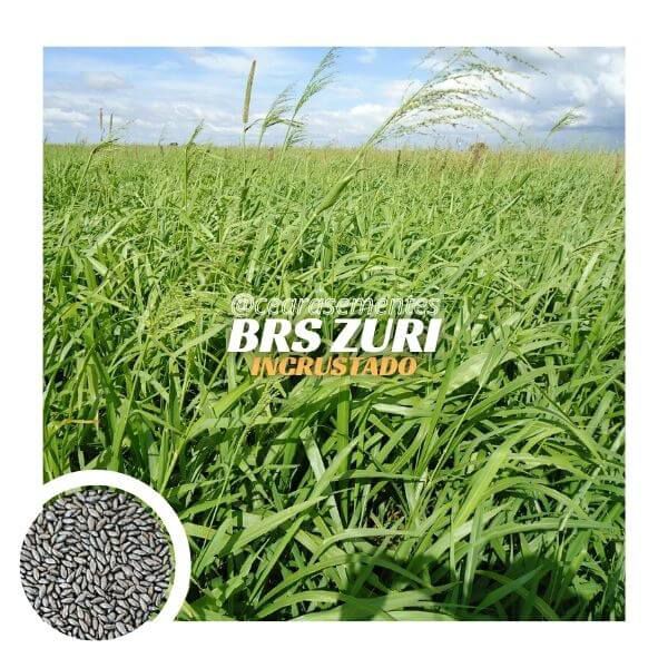 Capim BRS Zuri (Panicum Maximum) Sementes incrustadas - Embalagem c/ 10 kg