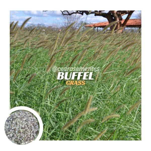 Capim Buffel Grass  - Saco c/ 03 kg