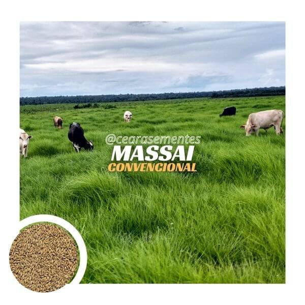 Capim Massai Panicum Maximum tradicional 15 kg