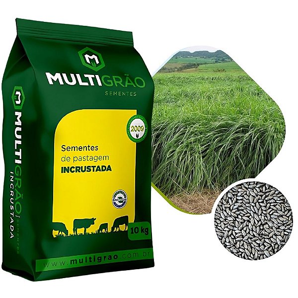 Capim Massai Sementes Incrustadas 10kg #