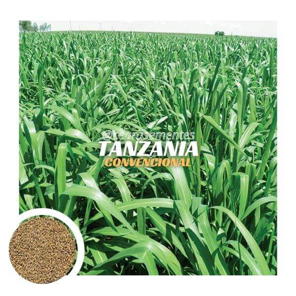 Capim tanzania (Panicum Maximum) 15kg