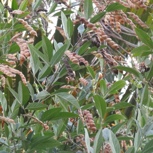 Feijão Guandú Mandarim - saco c/ 5 kg