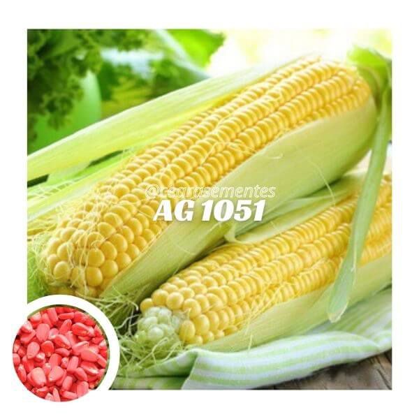 Milho AG 1051 Agroceres - saco c/ 20 kg