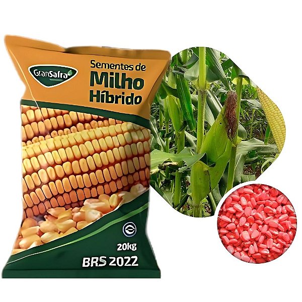 Milho Híbrido Duplo BRS 2022 - 20kg