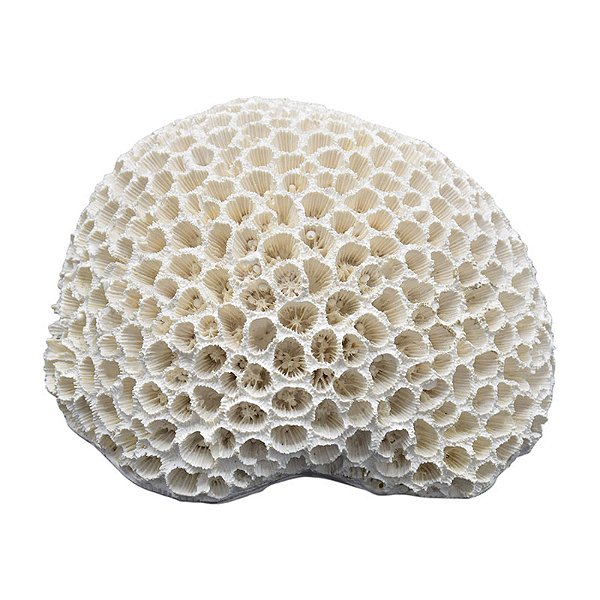 Coral Em Resina Cerebro 16X13