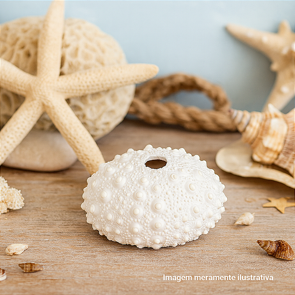 Ouriço Do Mar Com Furo