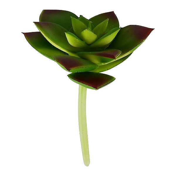 Flor Permanente Suculenta Folhas