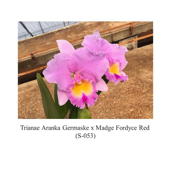 Orquídea Trianae Aranka Germaske x Madge Fordyce Red (S053)