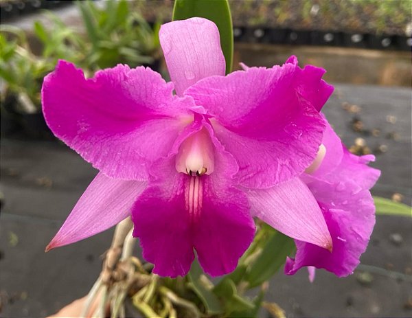 Cattleya Híbrida - E10