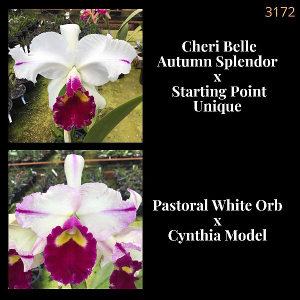 Cheri Belle x Pastoral withe orb (3172)