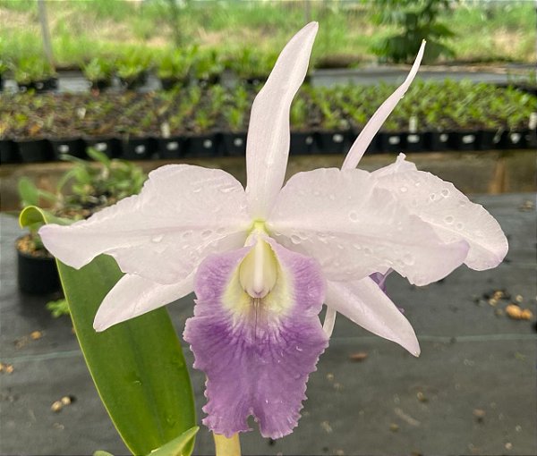 Cattleya Híbrida - E02