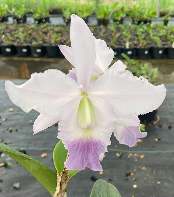 Cattleya Híbrida - E06