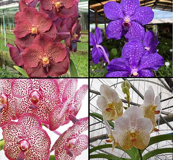 Muda Vanda