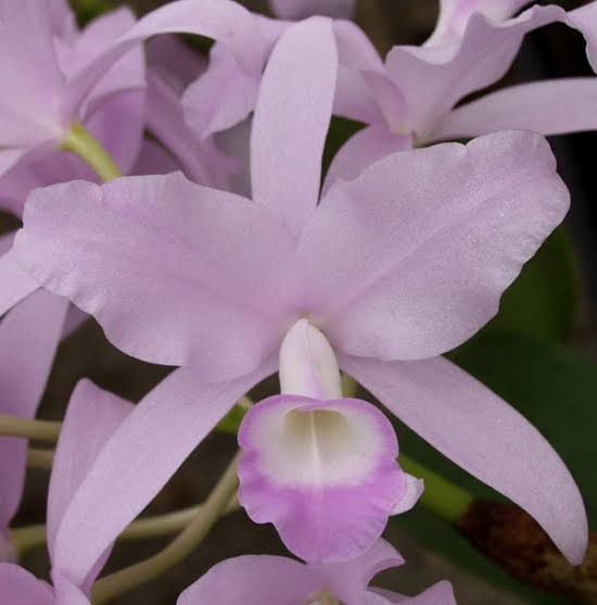 Skinner Coerulescens