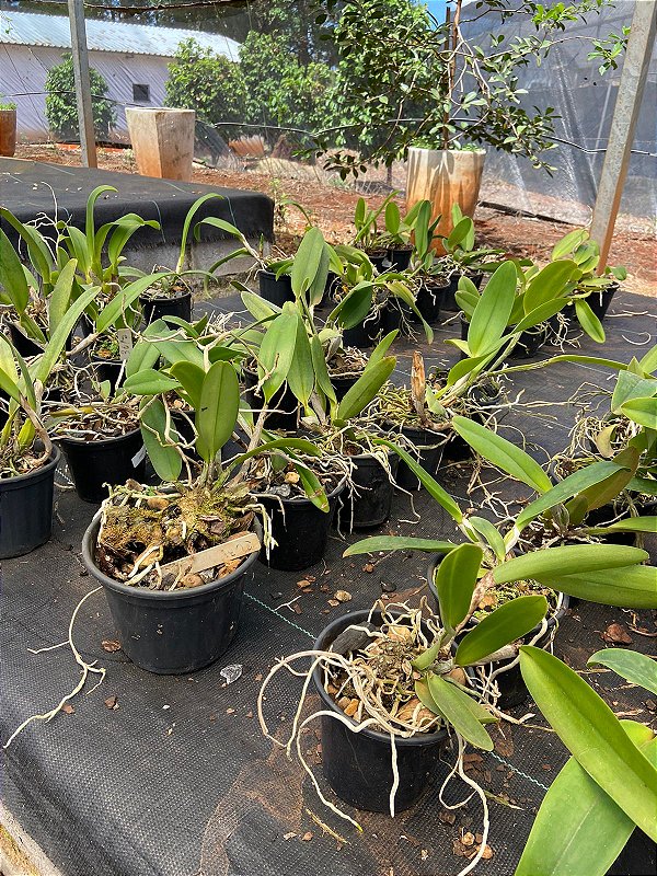 Kit 5 Cattleyas pré-adultas sem identificação