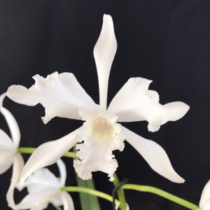 Muda de Lobata Geni Alba (3261)