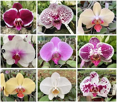 Kit 10 mudas de Phalaeonopsis