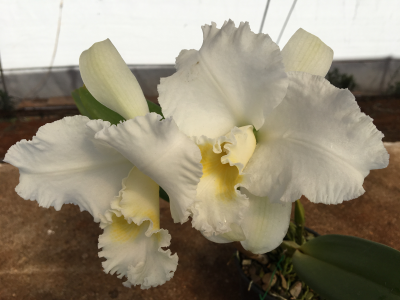 Orquídea Cattleya Empress Bells Stepheson x C Francis T C Au Floralia (S-048) - pré adulta