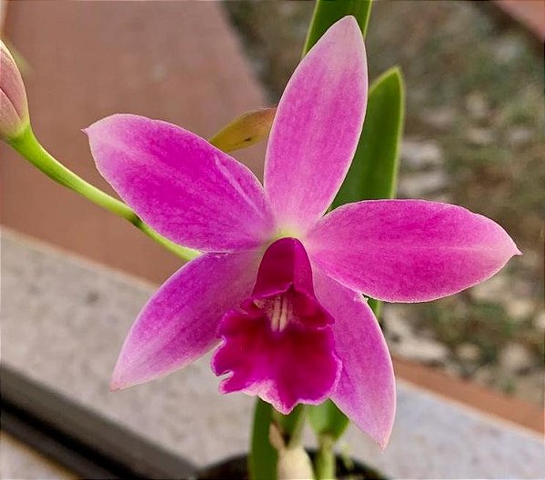 Cattleya L.C. Pink Doll 'Garnet Sea' x L. Rupestres (F-021) - pré adulta