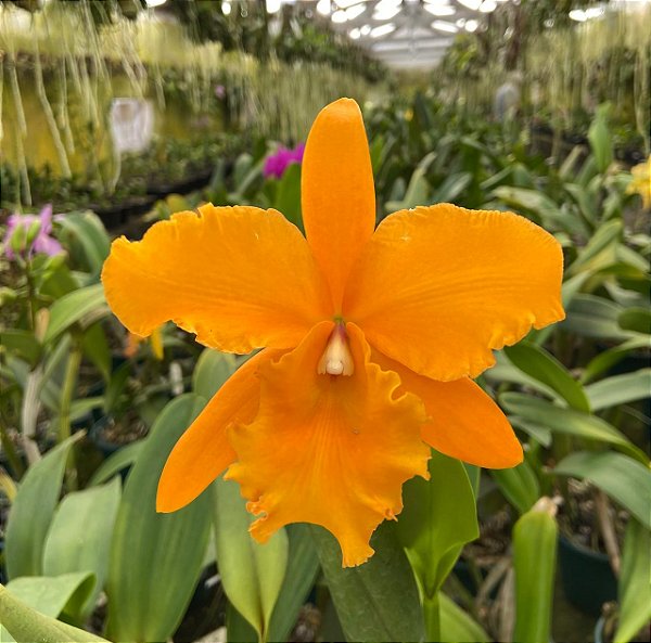 Cattleya BLC Chyong Guu Chaffinch Ta Hsin x BLC Orange Show Cloud Forest (S-087) - pré adulta